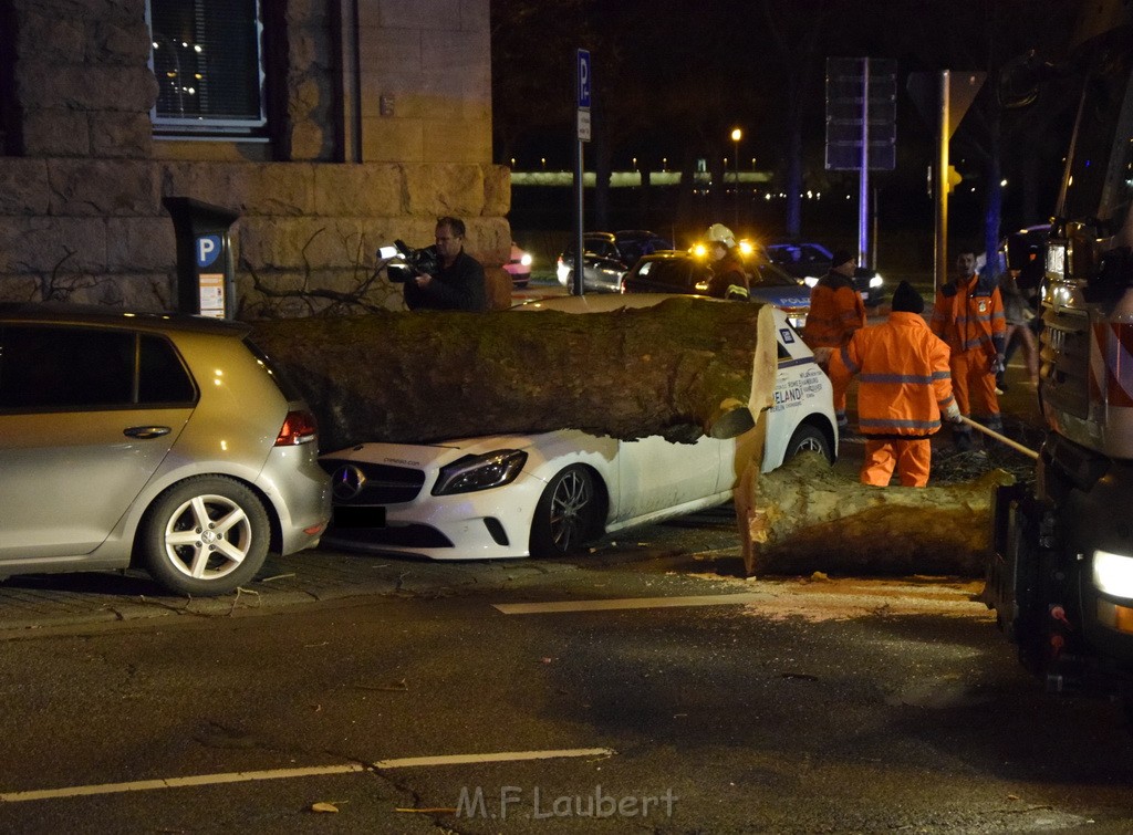 Baum auf PKWs Koeln Mitte Rheinuferstr Goldgasse P004.JPG - Miklos Laubert